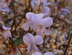 Viola vaginata